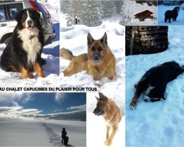 NAVETTE GRATUITE AU PIED DU CHALET ANIMAUX ACCEPTES 